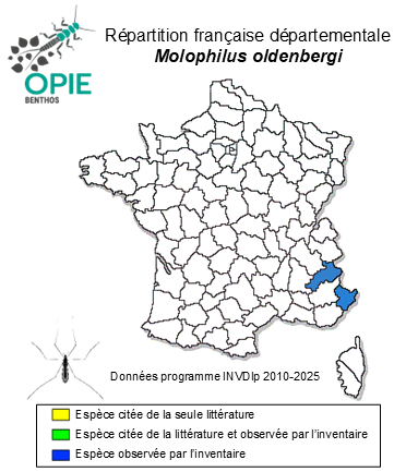 Carte de distribution de Molophilus oldenbergi Lackschewitz, 1935