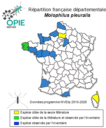 Carte de distribution de Molophilus pleuralis de Meijere, 1920