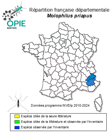 Carte de distribution de Molophilus priapus Lackschewitz, 1935