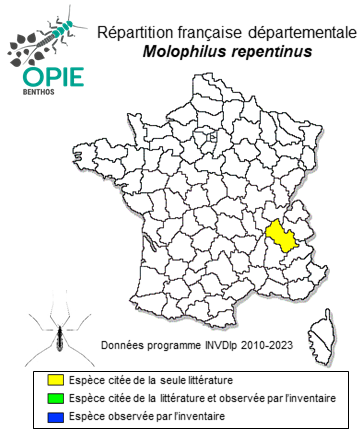 Carte de distribution de Molophilus repentinus Starý, 1971
