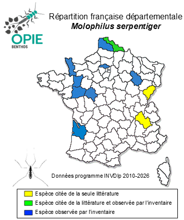 Carte de distribution de Molophilus serpentiger Edwards, 1938
