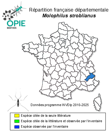 Carte de distribution de Molophilus stroblianus Nielsen, 1953