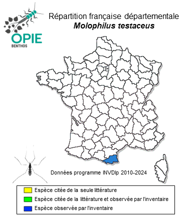 Carte de distribution de Molophilus testaceus Lackschewitz, 1940