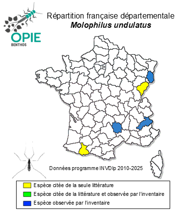 Carte de distribution de Molophilus undulatus Tonnoir, 1920