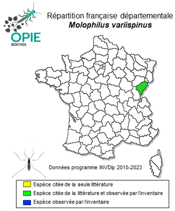 Carte de distribution de Molophilus variispinus Starý, 1971