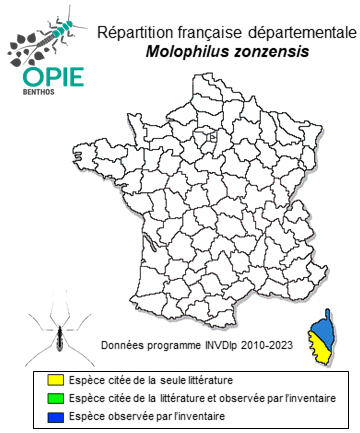 Carte de distribution de Molophilus zonzensis Boardman & Starý, 2020