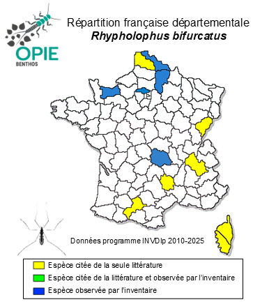 Carte de distribution de Rhypholophus bifurcatus Goetghebuer, 1920