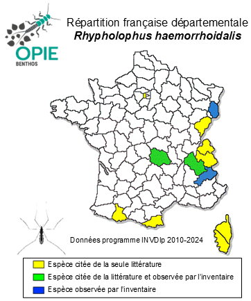 Carte de distribution de Rhypholophus haemorrhoidalis (Zetterstedt, 1838)
