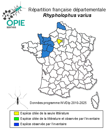 Carte de distribution de Rhypholophus varius (Meigen & Wiedemann, 1818)