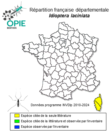Carte de distribution de Idioptera laciniata Edwards, 1928