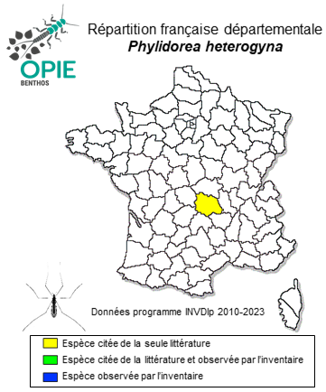 Carte de distribution de Phylidorea heterogyna (Bergroth, 1913)