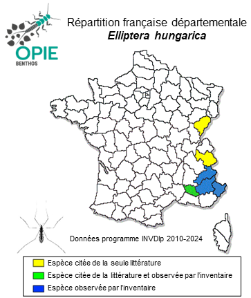 Carte de distribution de Elliptera hungarica Madarassy, 1881