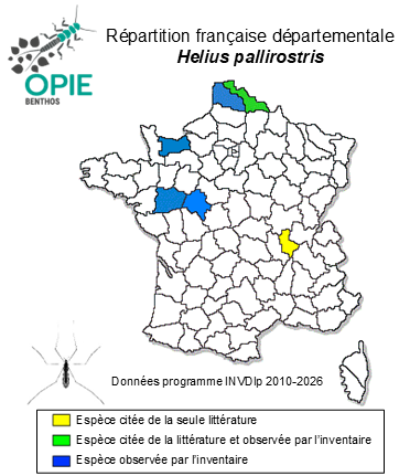 Carte de distribution de Helius pallirostris Edwards, 1921