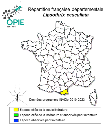 Carte de distribution de Lipsothrix ecucullata Edwards, 1938