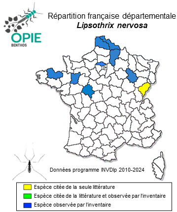 Carte de distribution de Lipsothrix nervosa Edwards, 1938