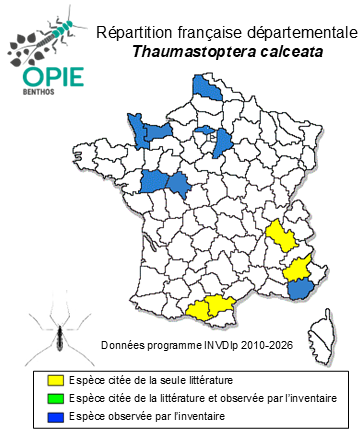 Carte de distribution de Thaumastoptera calceata Mik, 1866