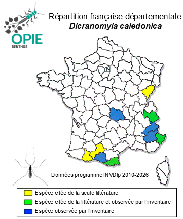 Carte de distribution de Dicranomya caledonica Edwards, 1926