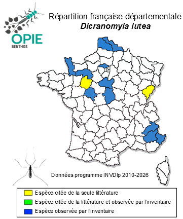 Carte de distribution de Dicranomyia lutea (Meigen, 1804)