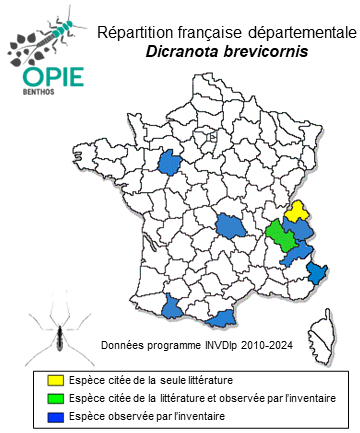 Carte de distribution de Dicranota brevicornis Bergroth, 1891