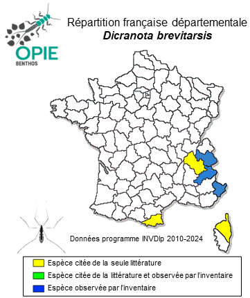 Carte de distribution de Dicranota brevitarsis Bergroth, 1891