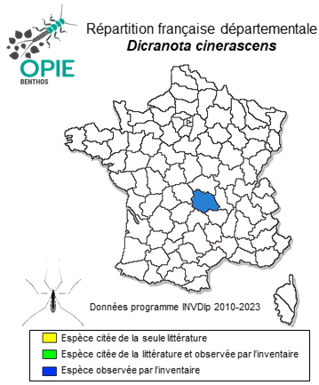 Carte de distribution de Dicranota cinerascens Lackschewitz, 1940
