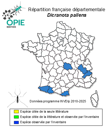 Carte de distribution de Dicranota pallens Lackschewitz, 1940