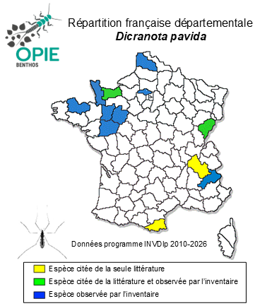 Carte de distribution de Dicranota pavida (Haliday, 1833)