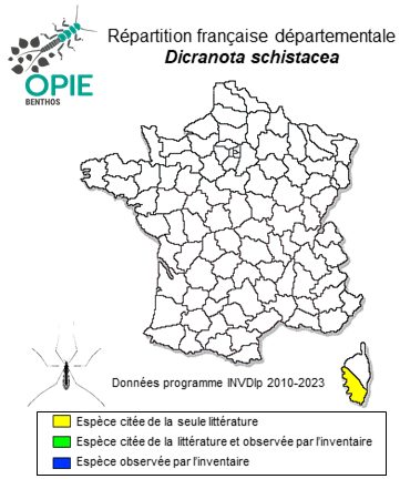 Carte de distribution de Dicranota schistacea Lackschewitz, 1940