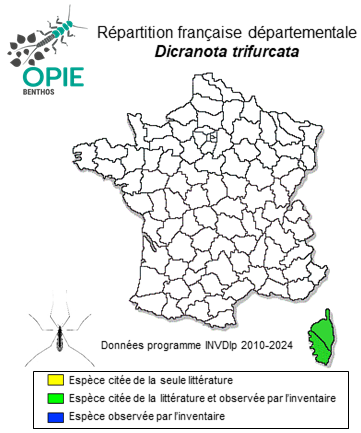 Carte de distribution de Dicranota trifurcata (Edwards, 1928)