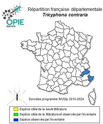 Carte de distribution de Tricyphona contraria Bergroth, 1888