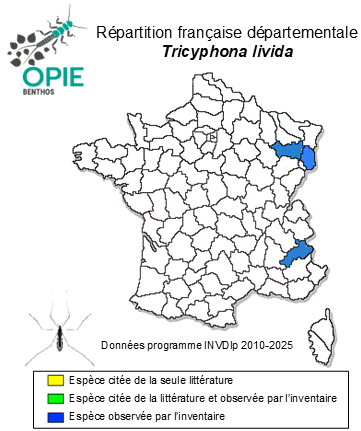 Carte de distribution de Tricyphona livida Madarassy, 1881