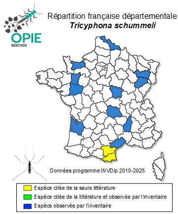 Carte de distribution de Tricyphona schummeli Edwards, 1921