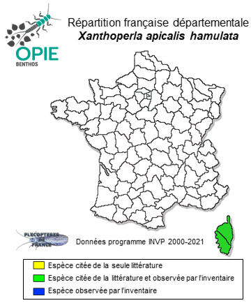 Carte de distribution de Xanthoperla apicalis hamulata (Morton, 1930) *