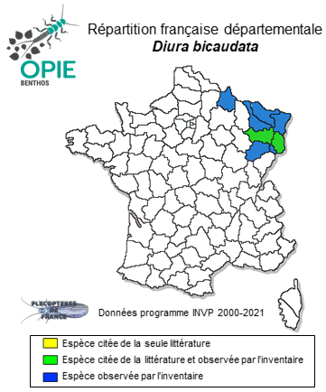 Carte de distribution de Diura bicaudata (Linnæus, 1758)