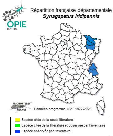 Carte de distribution de Synagapetus iridipennis MacLachlan, 1879
