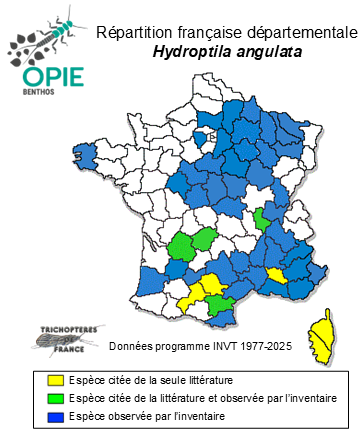 Carte de distribution de Hydroptila angulata Mosely, 1922