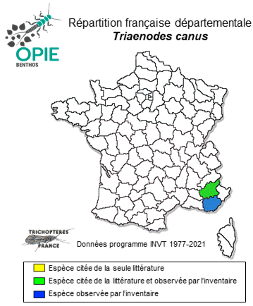 Carte de distribution de Triaenodes canus Navás, 1933