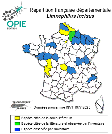 Carte de distribution de Limnephilus incisus Curtis, 1834