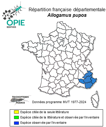 Carte de distribution de Allogamus pupos Coppa & Oláh, 2014