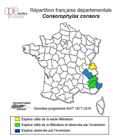 Carte de distribution de Consorophylax consors (MacLachlan, 1880)