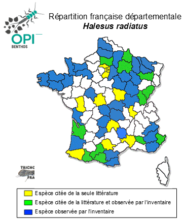 Carte de distribution de Halesus radiatus (Curtis, 1834)