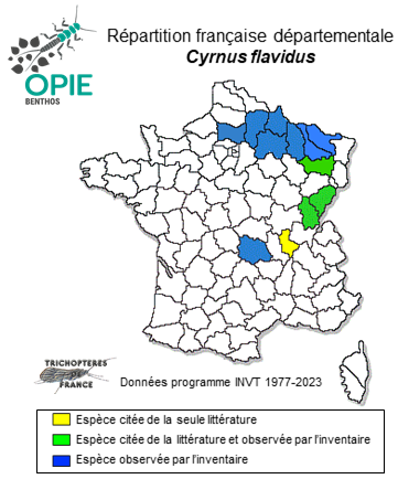Carte de distribution de Cyrnus flavidus MacLachlan, 1864
