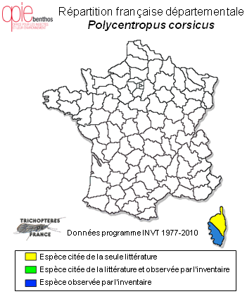 Carte de distribution de Polycentropus corsicus Mosely, 1931
