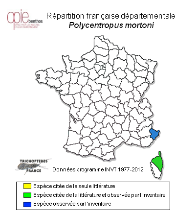 Carte de distribution de Polycentropus mortoni Mosely, 1930