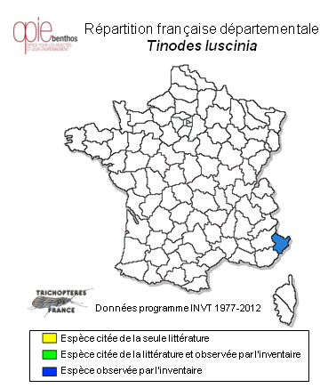 Carte de distribution de Tinodes luscinia Ris, 1903
