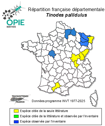 Carte de distribution de Tinodes pallidulus MacLachlan, 1878