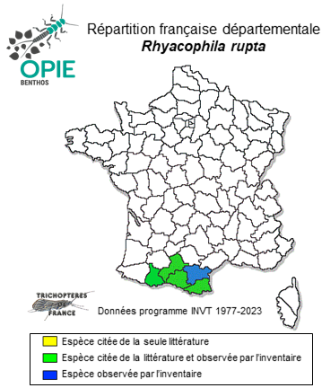 Carte de distribution de Rhyacophila rupta MacLachlan, 1879